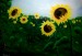 Léto rozzářené slunečnicemi (olej-plátno 70x50)